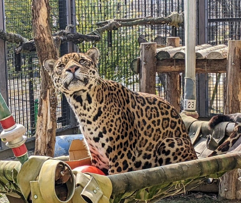 京都市動物園、最後のジャガー「アサヒ」死ぬ　半世紀超える飼育に幕